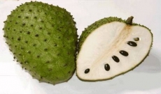 Fresh and Frozen Soursop