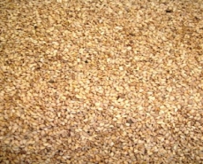 Natural  yellow sesame seeds